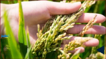 الأرز ومياه أقل.. وزير الزراعة يؤكد تغير جذري في استهلاك المحصول الزراعي